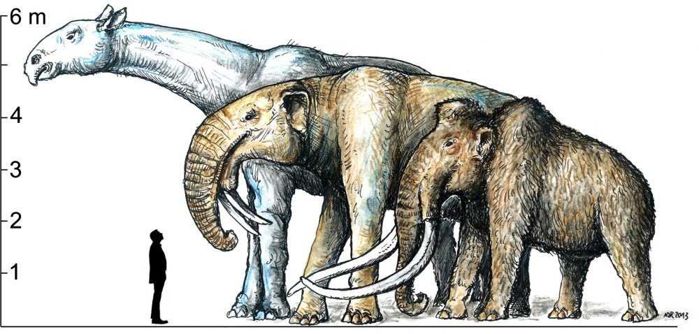 Разница между мамонтом и слоном. сравнение мамонта и слона: размеры и вес, чем отличаются, родственники ли они, кто больше и сильнее? все о мамонтах с описанием
