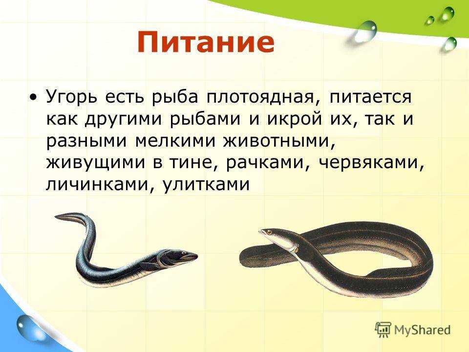Мурена рыба. описание, особенности, виды, образ жизни и среда обитания мурены | живность.ру
