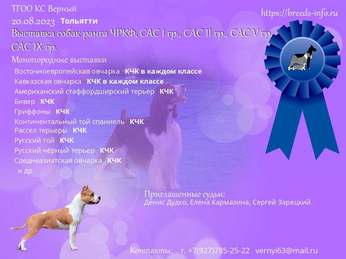 Выставка: от щенка до чемпиона