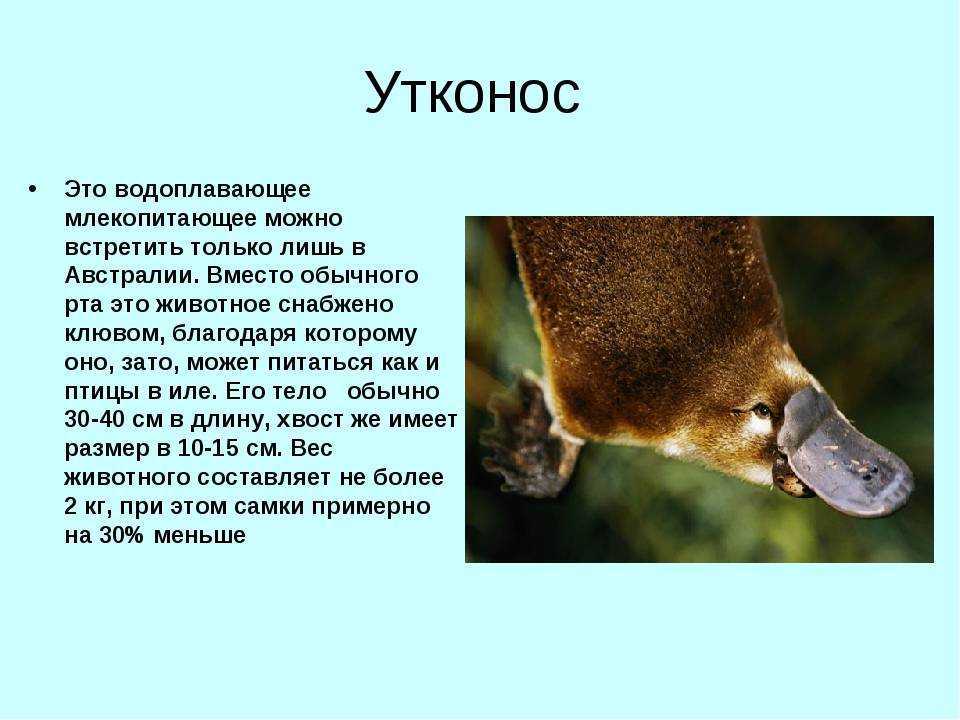 Основные отличия ласки и хорька, внешний вид и правила содержания в домашних условиях