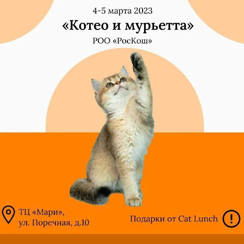 Участвуйте в фотоконкурсе кошек 2023 и победите с вашей питомицей!