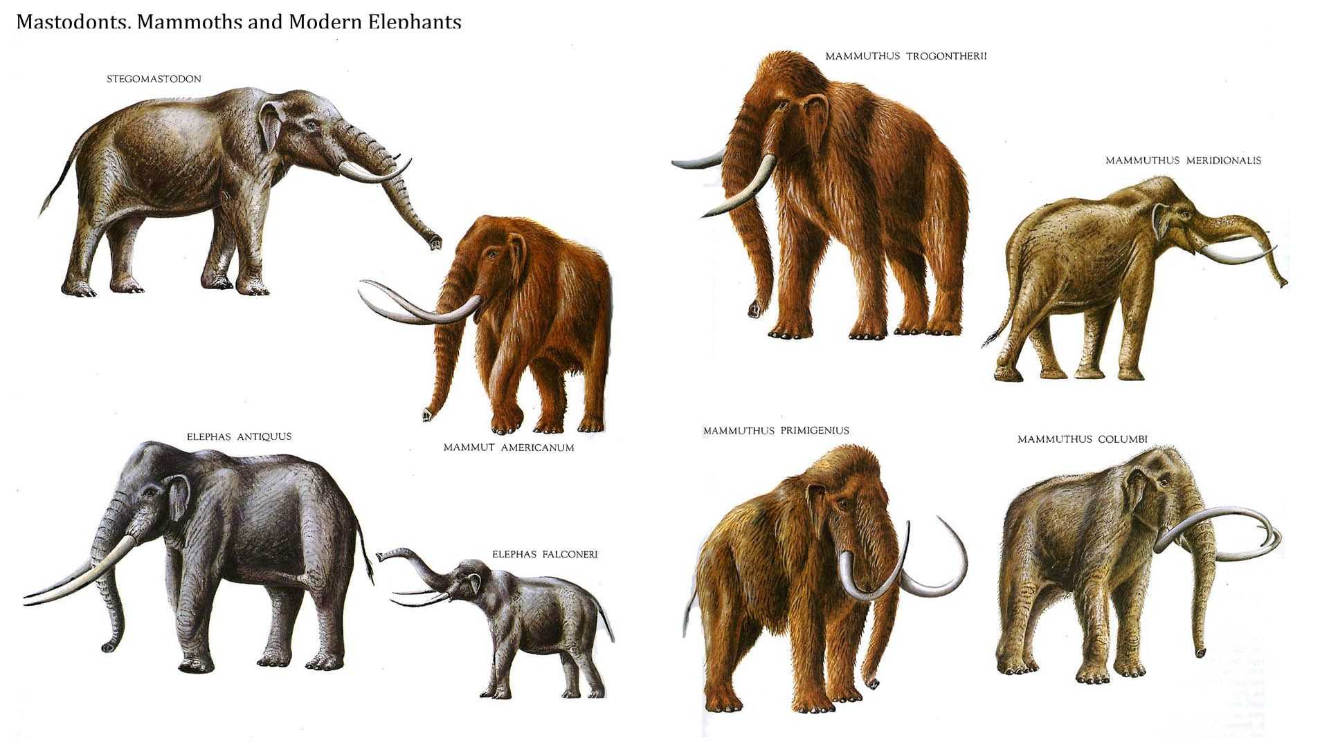 Наглядно об эволюции: чем различаются слон и мамонт? окончательно доказано, что слоны на земле разделяются на три вида.