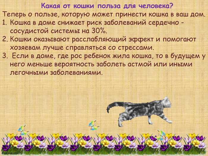 7 самых любопытных фактов о взаимоотношениях человека и кошки