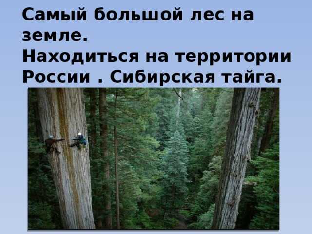 Россия – это страна с огромными территориями, где множество лесов покрывают огромные просторы земли Одним из преимуществ этой страны является ее