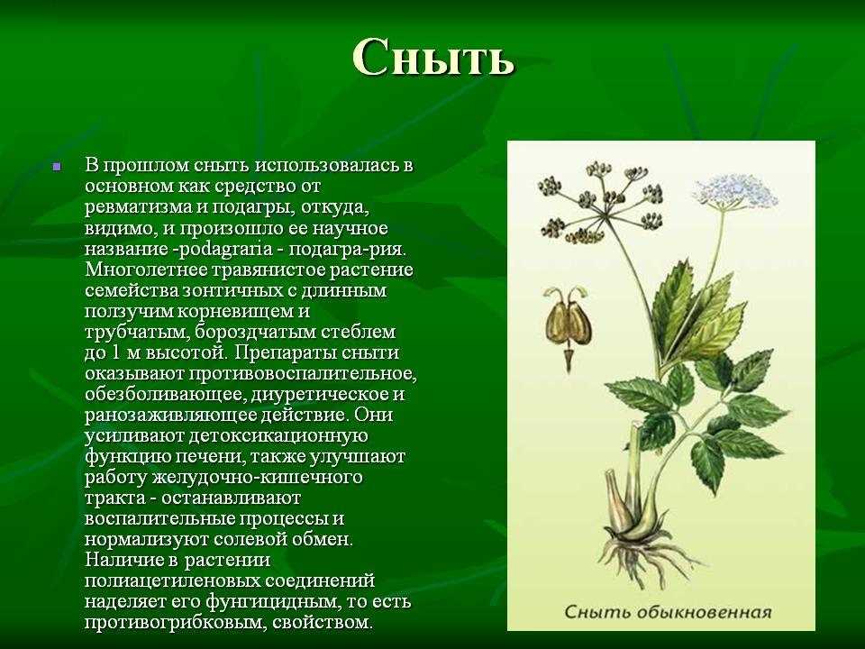 Растения и их группы в таблице (2 класс, окружающий мир)