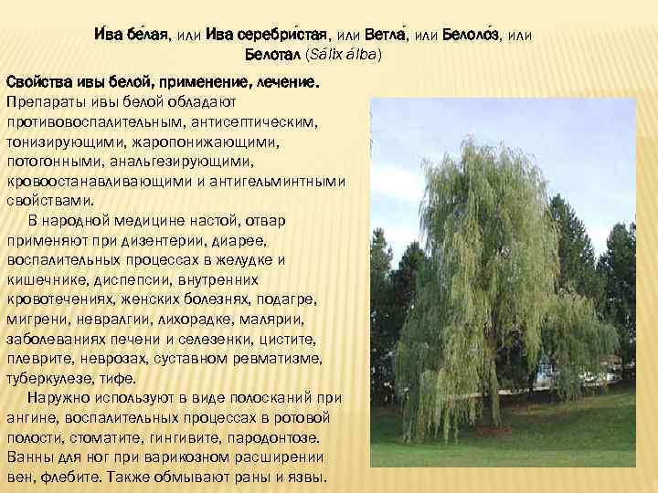 Куст похожий на вербу. как отличить вербу от ивы? какие у них различия? уникальные обряды на вербное для здоровья и молодости, для привлечения в свою жизнь богатства и успеха