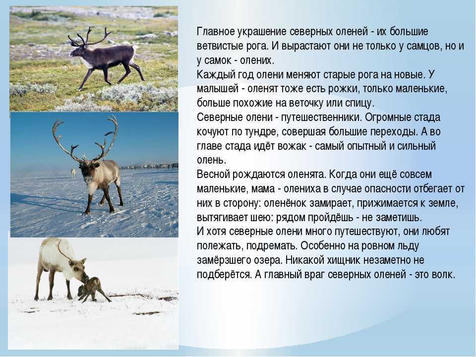 Олень: внешний вид, фото, особенности, интересные факты, среда обитания