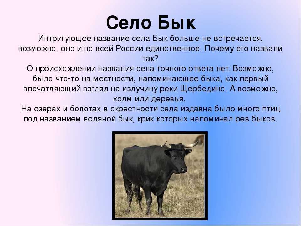 Вол как выглядит и чем отличается от быка