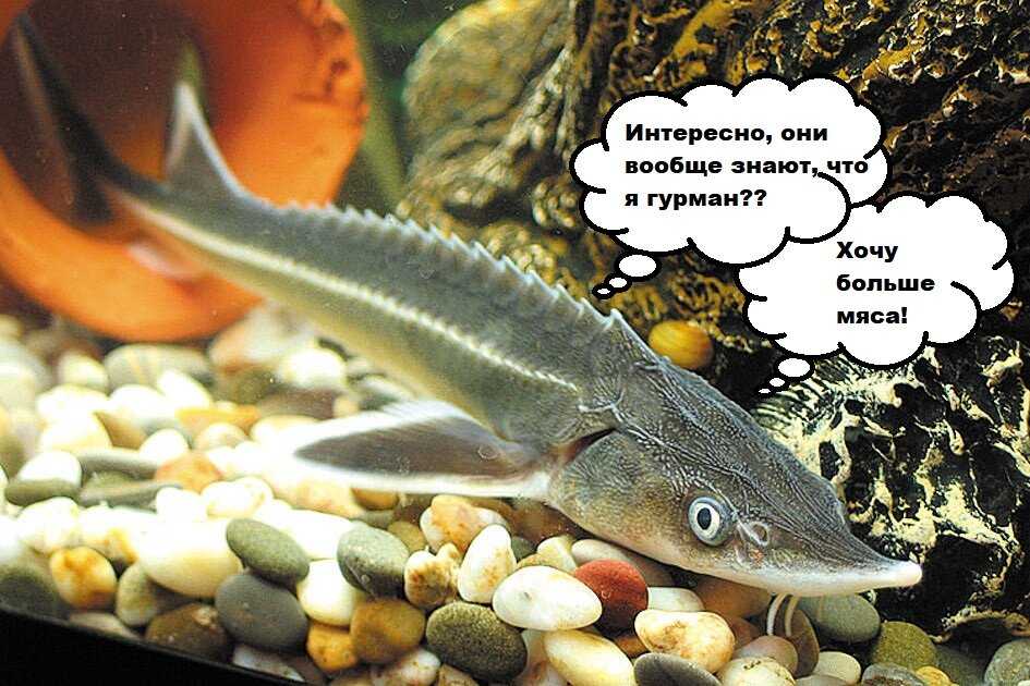 🚩 осетровые рыбы: существующие разновидности, их распространенность