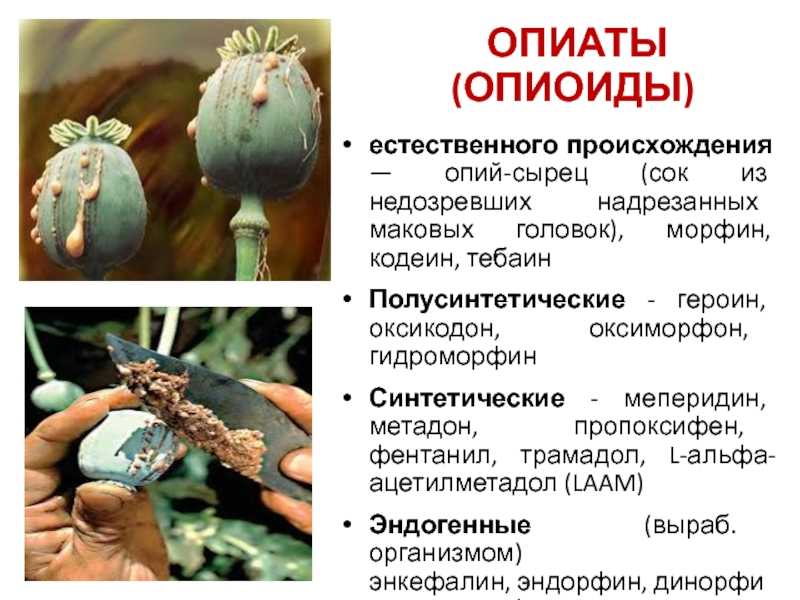 Советский «марафет», разбитое поколение и достоевские в соломенных шляпах. краткая история опиатов в хх веке