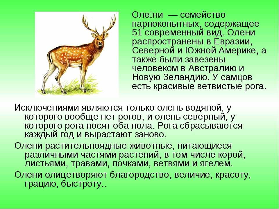 Маралы это разновидность оленей – кто такой марал?