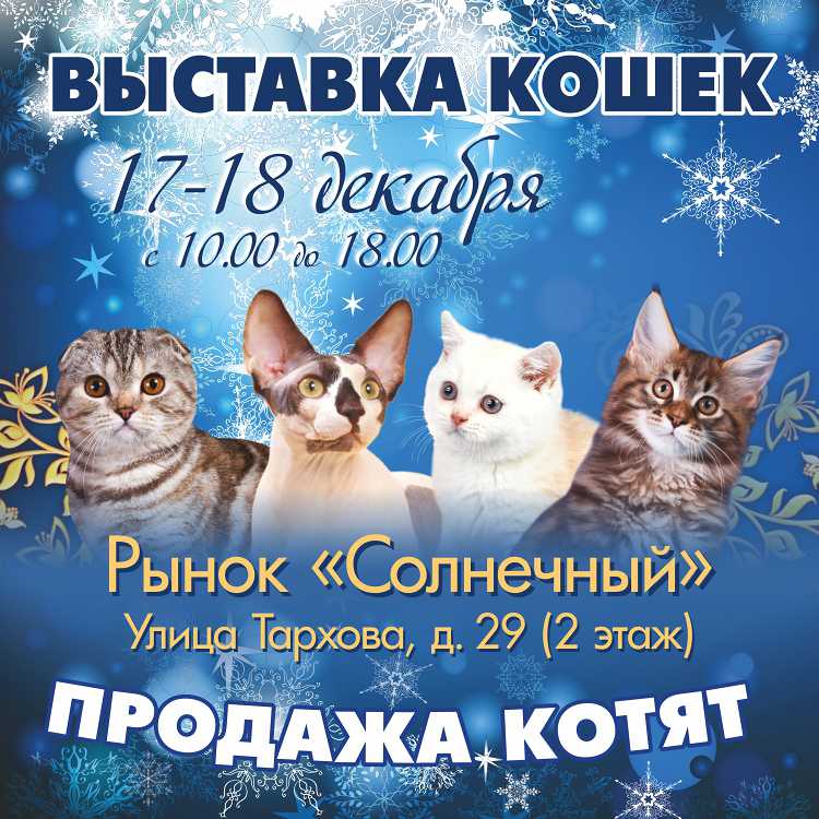 «кусочек счастья для бездомной кошки» — фонд, помогающий больным и бездомным кошкам — нож
