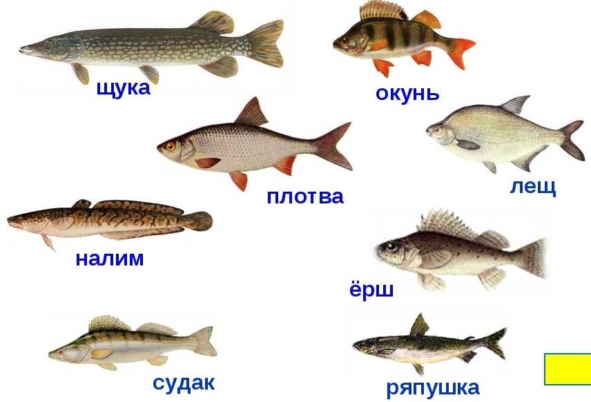 Рыба чебак: фото и описание сибирской плотвы, особенности ловли