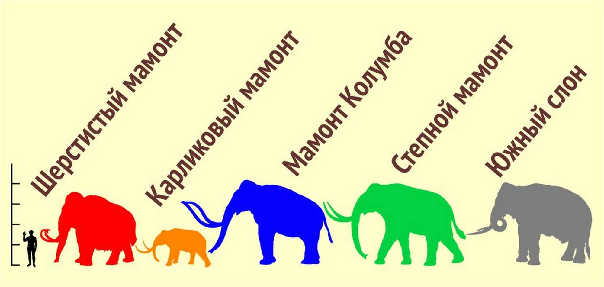 В чем разница между мастодоном и слоном? - on secret hunt