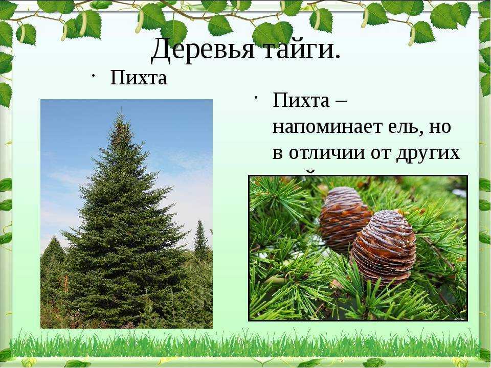 Ель и сосна: отличия и схожие признаки и характеристики деревьев
