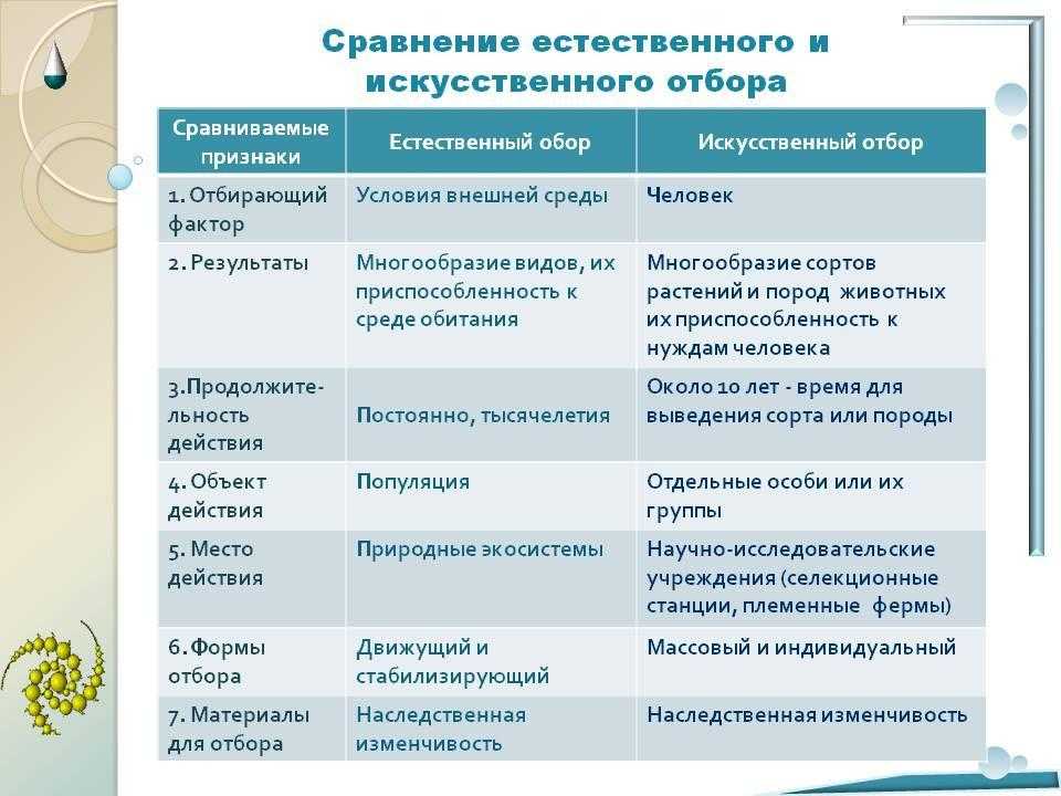 Киш и тарт: в чем разница?