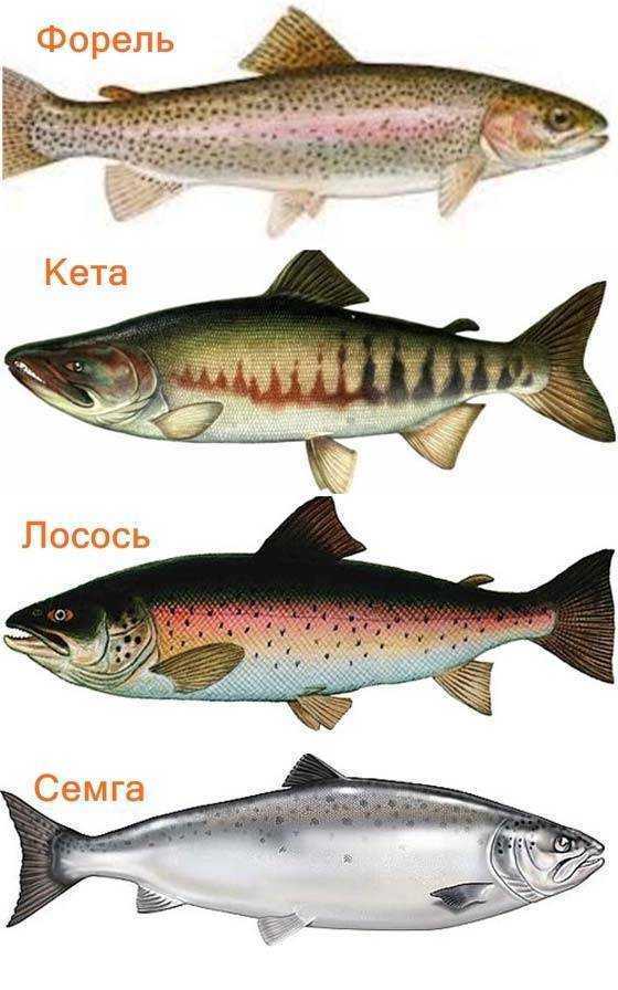 Как правильно выбрать лосось?