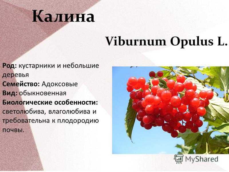 Калина и рябина – что это и отличия