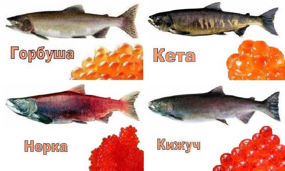Рыба - неотъемлемая часть нашей ежедневной диеты Но какую из двух самых популярных видов рыб на рынке - лосося или форели - выбрать Какие у них