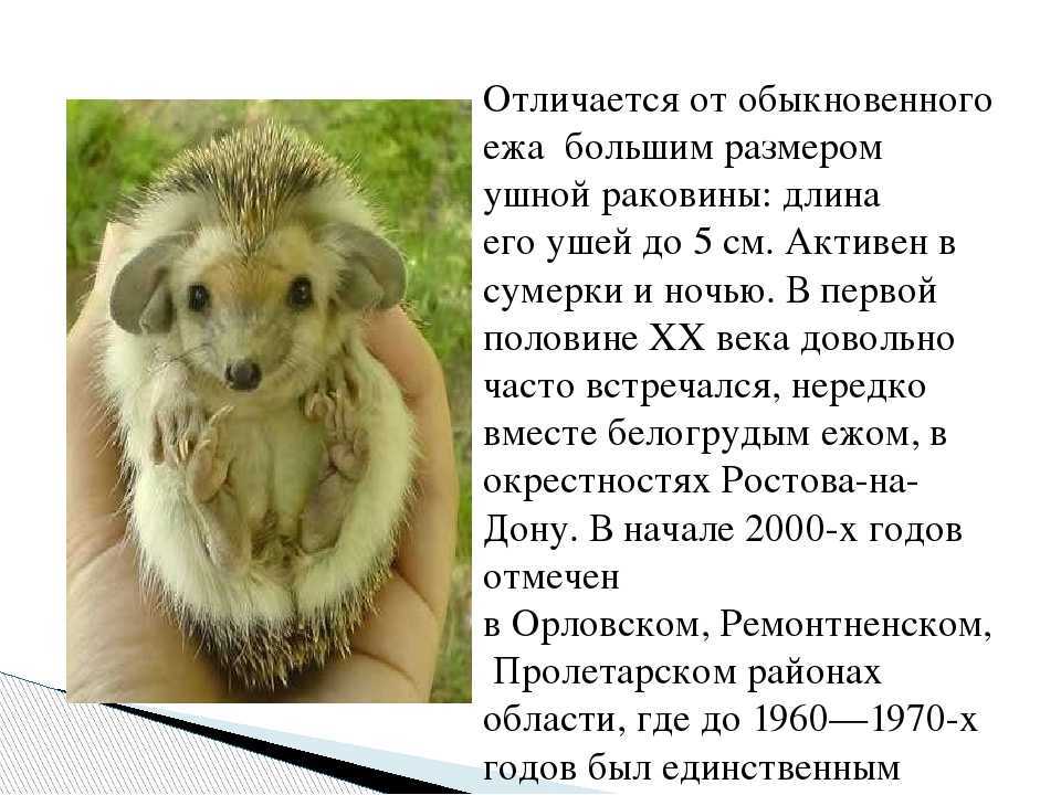 Как отличить ежа от ежихи - saturdayjam.ru