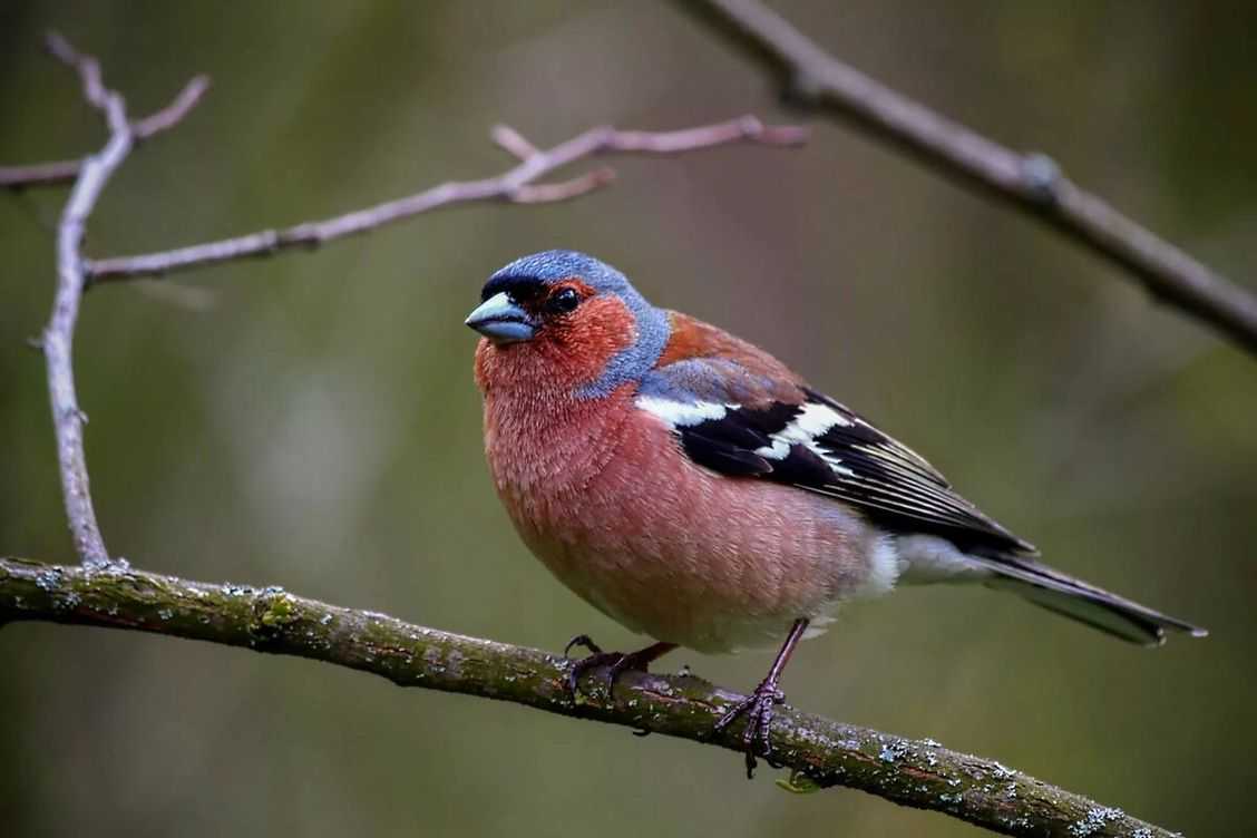 What are the differences between parakeets and budgies?