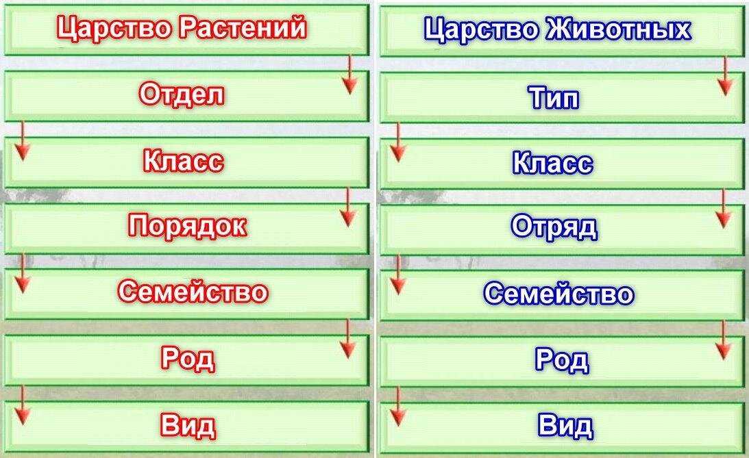 Вид. критерии вида, пути видообразования