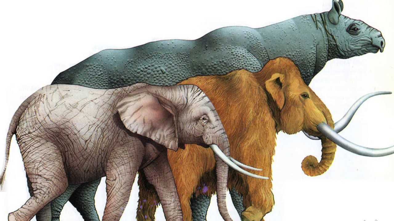 Слон животное. образ жизни и среда обитания слона | животный мир