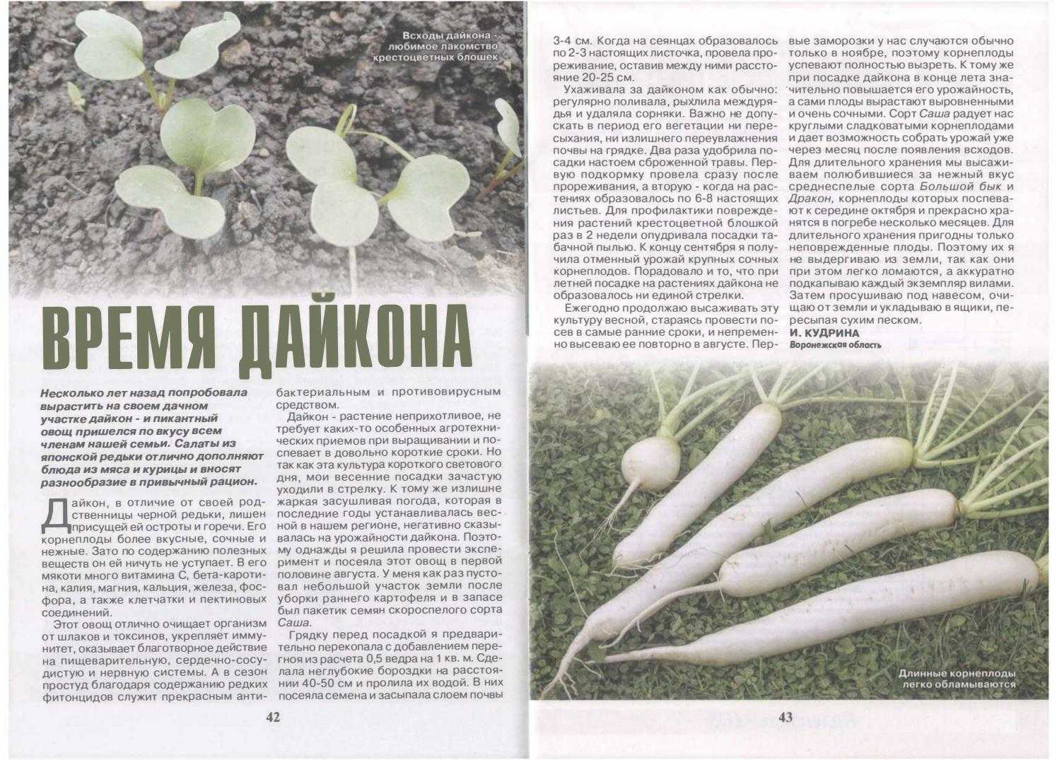 Корнеплоды репа, редька и редис
