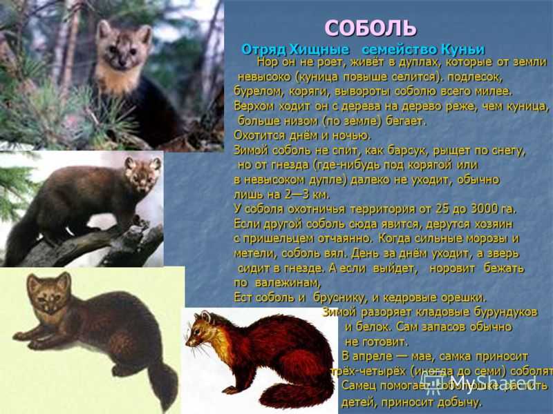 Сурок байбак