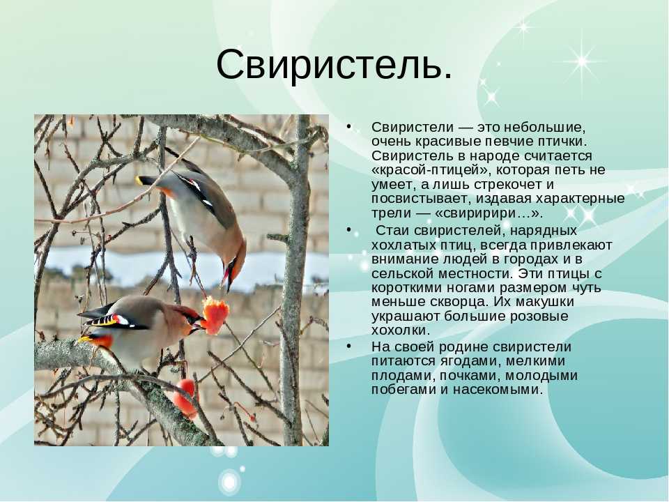 Зелёный дятел - описание птицы, образ жизни, питание, размножение и враги | я - краевед