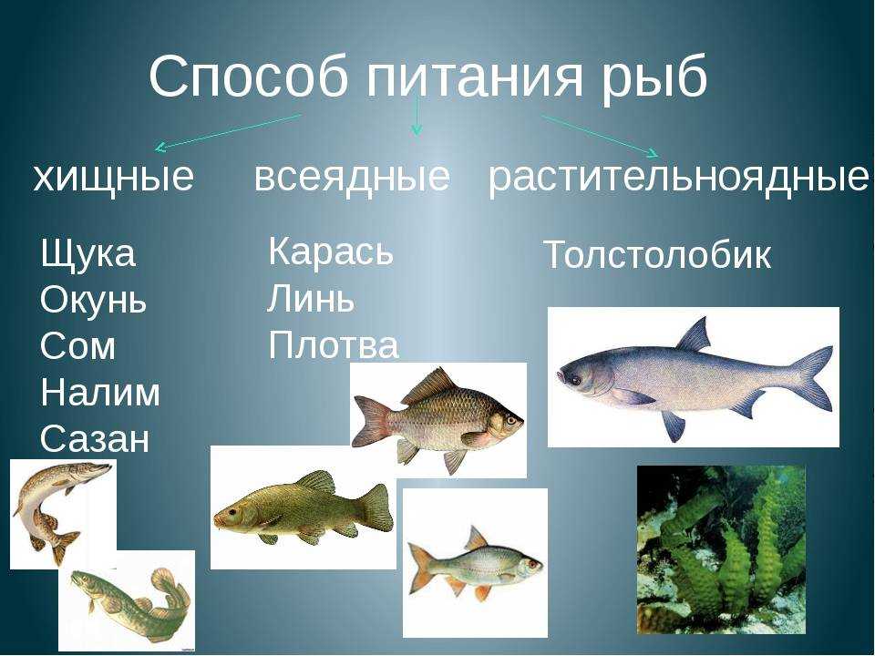 Отличия тюльки от кильки, анчоуса, салаки и мойвы