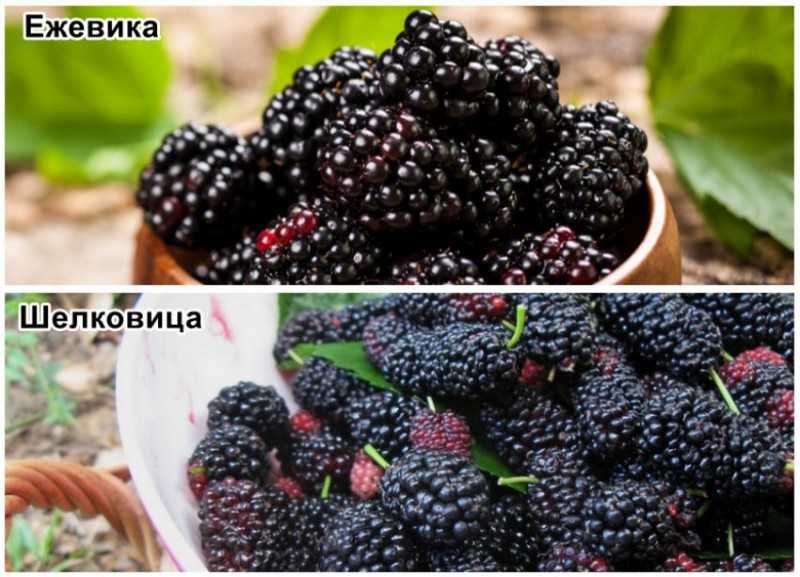 Ежевика и ажина - два родства плода, которые на первый взгляд кажутся идентичными, но на самом деле обладают существенными отличиями. Оба ягоды съедобные