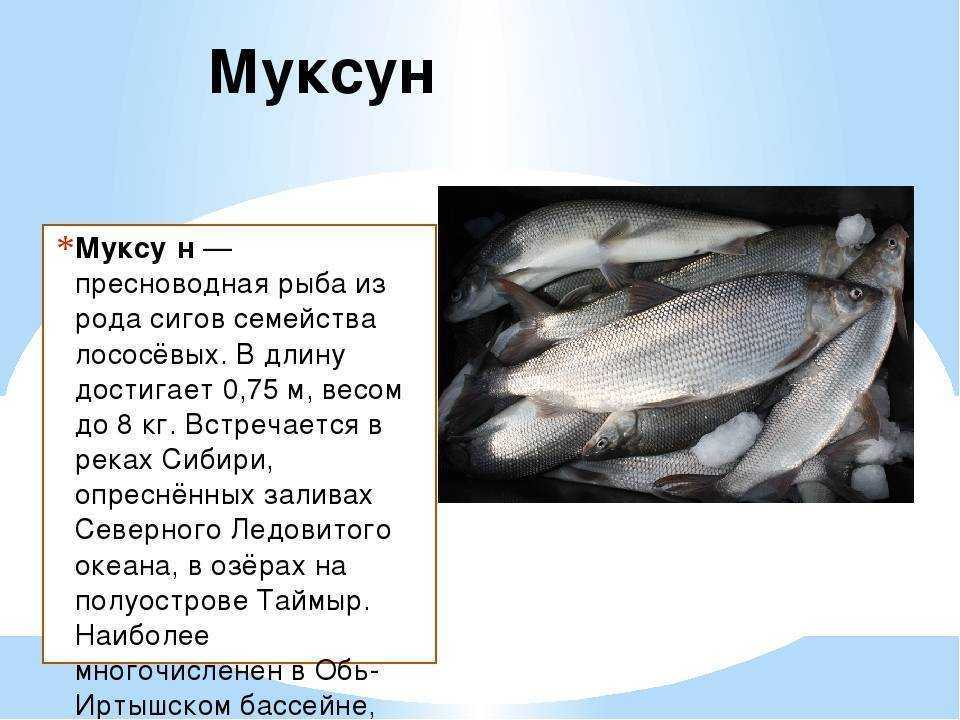 Как отличить муксуна от щекура: детальное описание