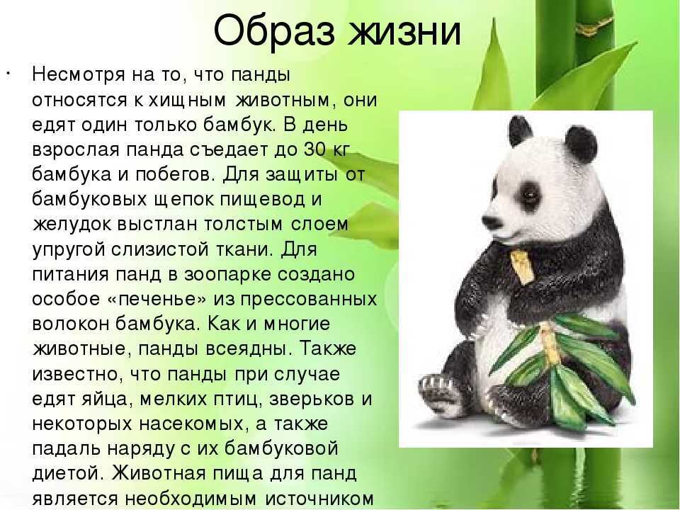 Панды: где они живут и чем питаются, описание панды в красной книге