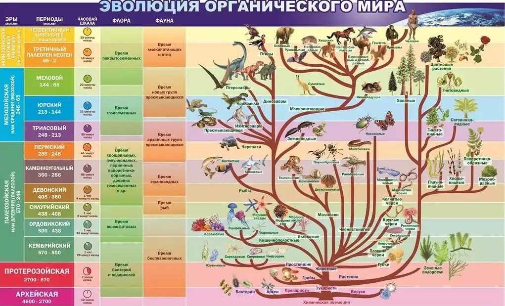 Классификация животных схема