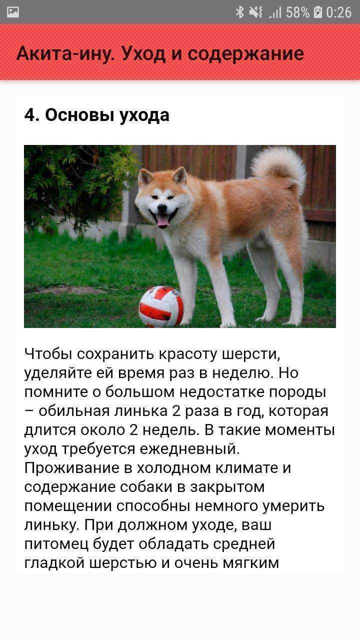 Отличие между породами акита-ину и хаски: сравнение, описание характера, кто лучше, кого выбрать