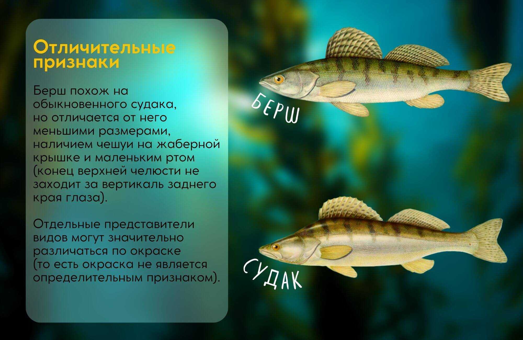 Судак - подробное описание и фото рыбы: где обитает, чем питается