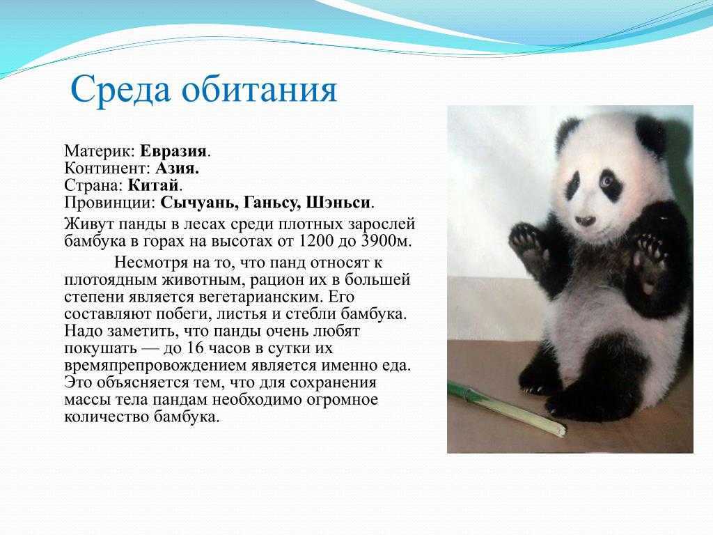 Как выглядит панда: описание, характеристика и фото животного