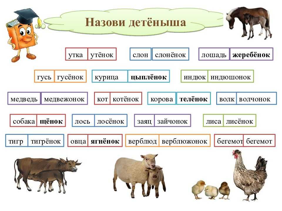 Горные козлы и козы — типология, виды, особенности