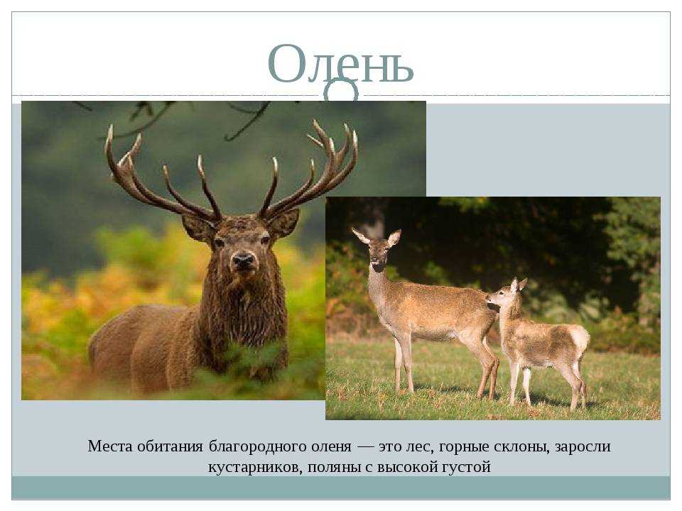 Олень - описание и виды животного