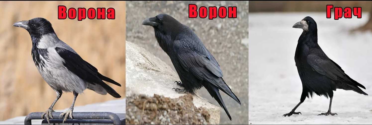 Картинку Вороны И Галки