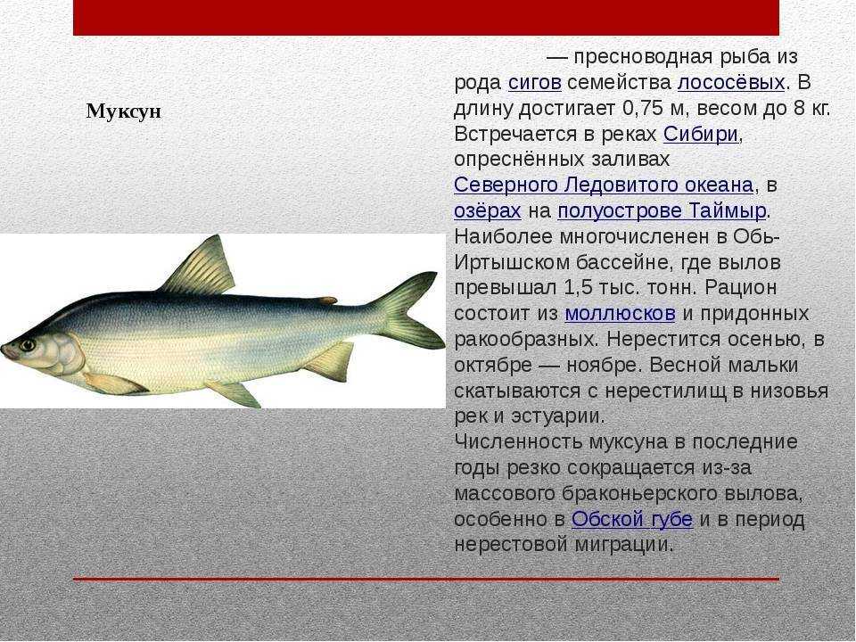🚩 что за рыба нельма: описание вида и рецепты с фото
