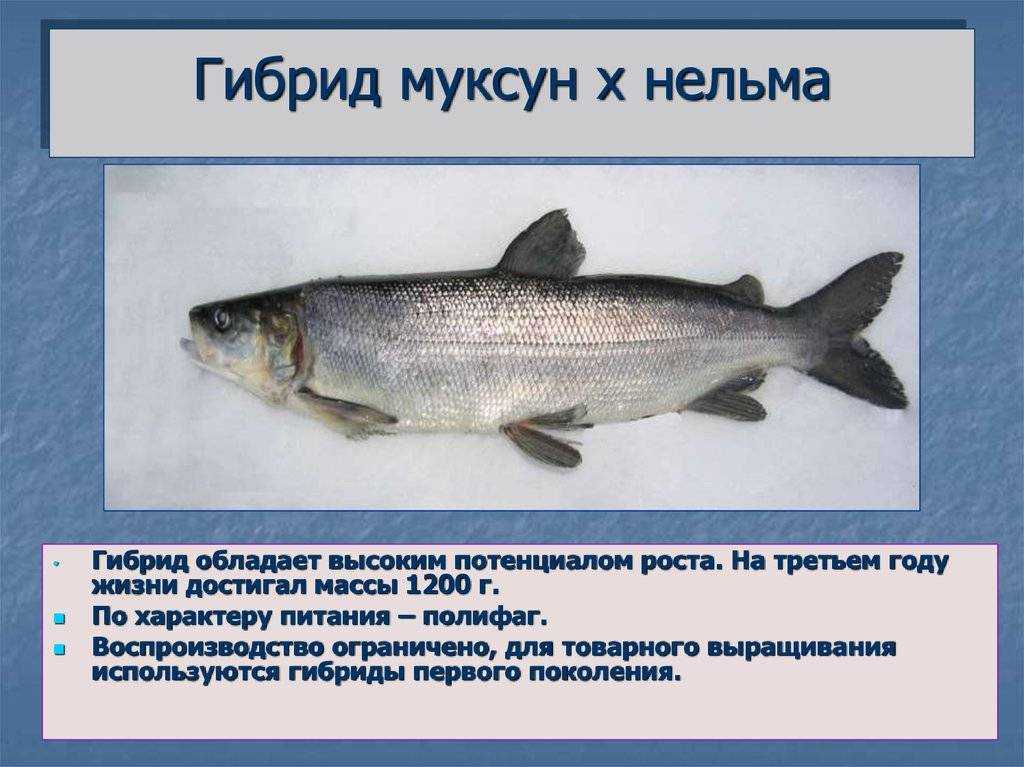 Рыба для жарки на сковороде: какая лучше. список самой вкусной рыбы