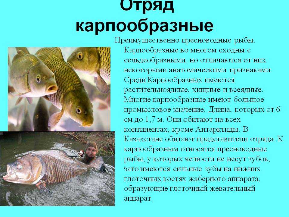 Голавль: рыба голавль фото и описание, нерест, способы ловли, образ жизни, приманки