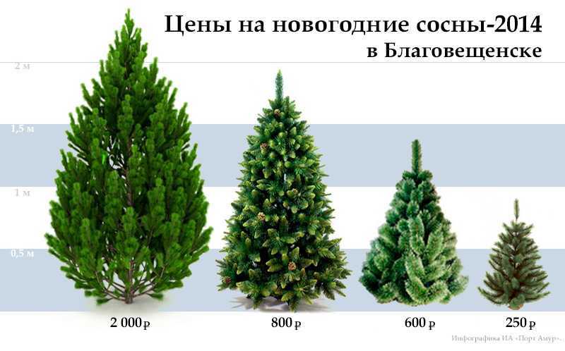 Чем отличается ель от елки: в чем разница между деревьями, сравнение