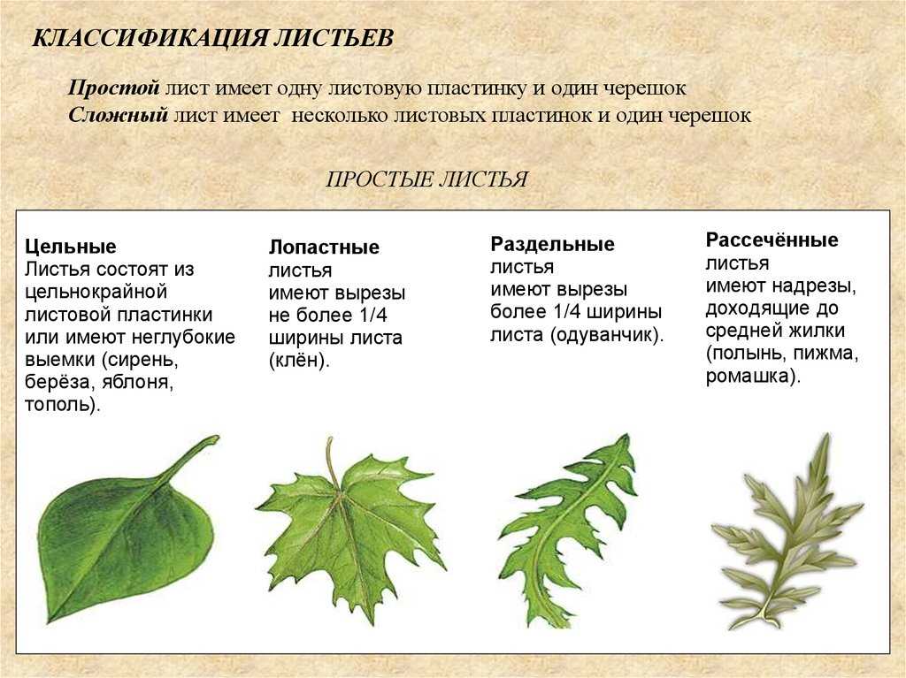 Что такое лист ватмана: описание, особенности, применение