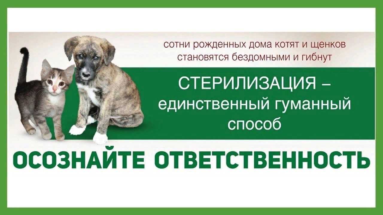Обязательная стерилизация домашних животных, регулирование численности бездомных животных, их маркирование и учет: новые предложения | ассоциация «совет муниципальных образований брянской области»
