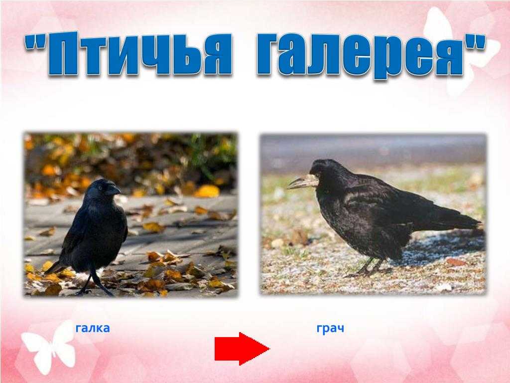 Топ-10 удивительных птиц мира