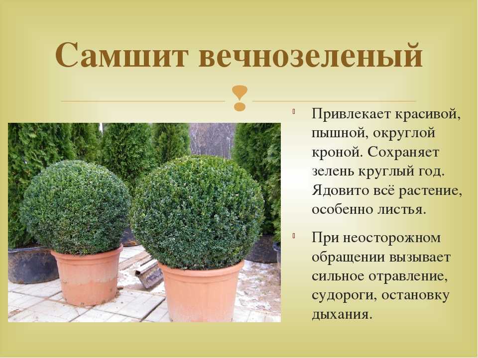 Самшит – вечнозеленый долгожитель для подмосковья и не только