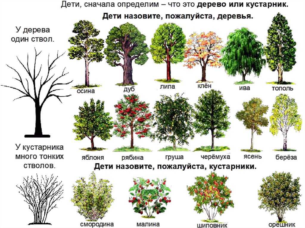 Владельцы земельных участков всегда задумываются о том, какое дерево выбрать для озеленения своей территории. Среди кандидатов на роль лучшего вида дерева